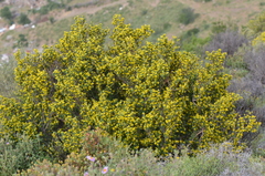 Anthyllis hermanniae