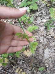 Peucedanum alsaticum
