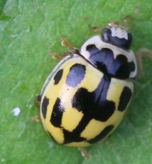 Propylea quatuordecimpunctata