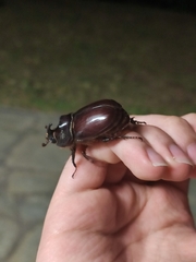Oryctes nasicornis corniculatus