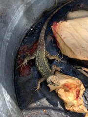 Sceloporus occidentalis