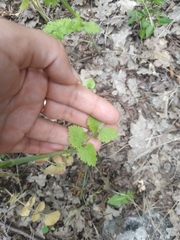 Peucedanum alsaticum