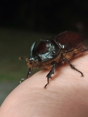 Oryctes nasicornis corniculatus
