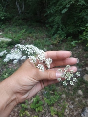 Peucedanum alsaticum
