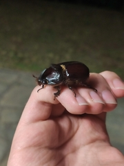 Oryctes nasicornis corniculatus