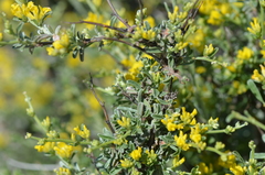 Anthyllis hermanniae