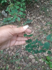 Cotoneaster tauricus