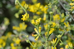 Anthyllis hermanniae