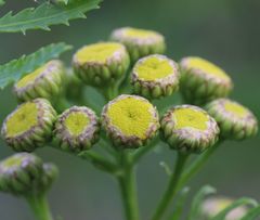 Tanacetum vulgare