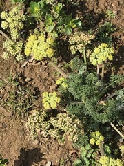 Lomatium dasycarpum
