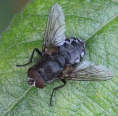 Diptera