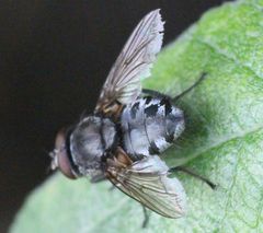 Diptera