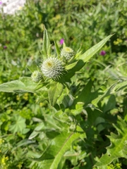 Cirsium laniflorum