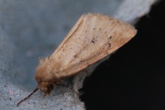 Photedes minima