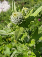 Cirsium laniflorum