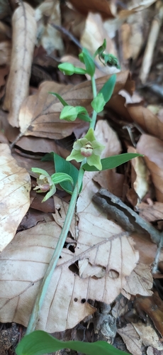 Image of Epipactis persica by no rights reserved