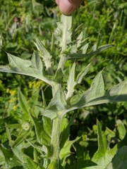 Cirsium laniflorum