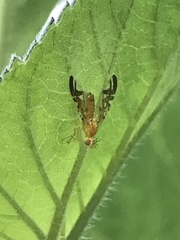 Strauzia longipennis