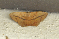 Prochoerodes olivata