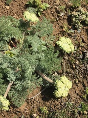 Lomatium dasycarpum