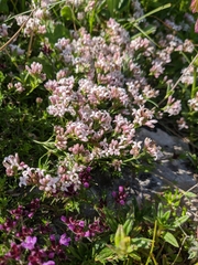 Asperula supina caespitans