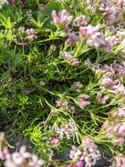 Asperula supina caespitans