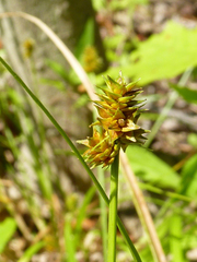 Carex cephalophora