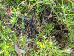 Asperula supina caespitans