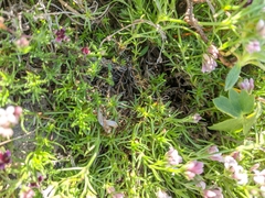 Asperula supina caespitans