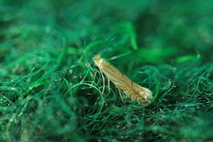 Phyllonorycter platani