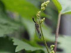 Raphidiinae