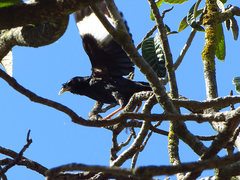 Acridotheres cristatellus