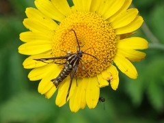 Pyropteron triannuliformis