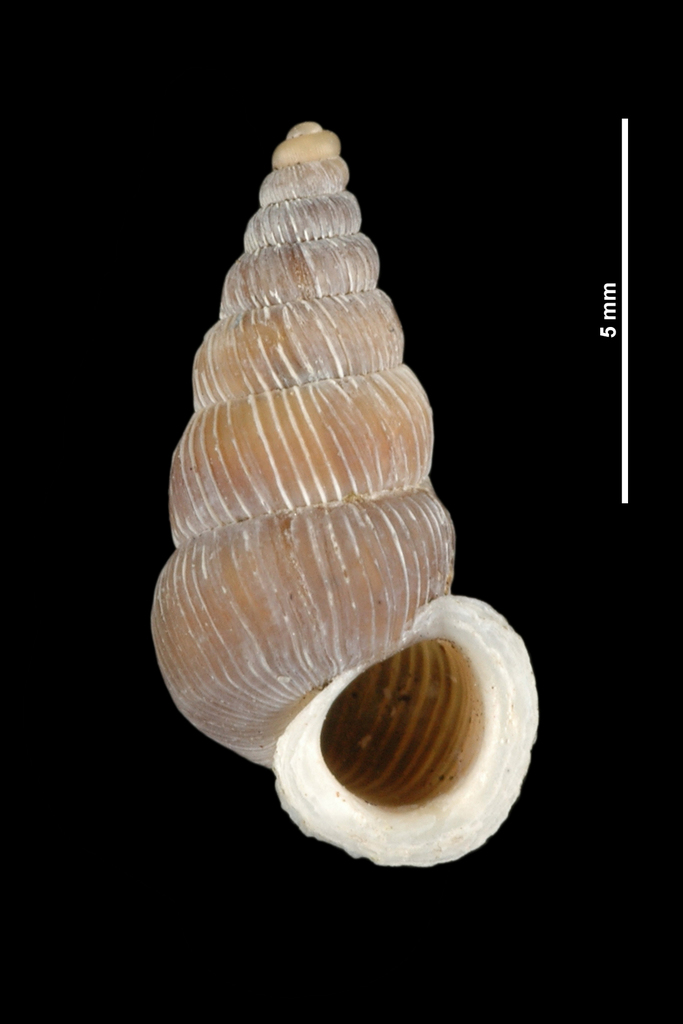 Obscurella hidalgoi