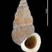 Cochlostomatidae - Photo (c) 

Gargominy O., osa oikeuksista pidätetään (CC BY)