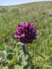 Allium rotundum jajlae