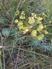 Euphorbia glareosa
