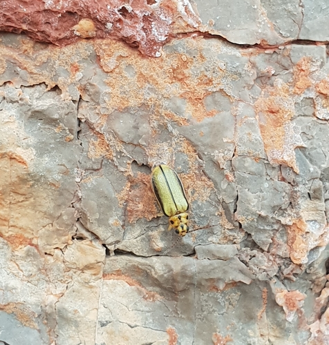 váhavec brestový (Xanthogaleruca luteola)