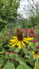 Rudbeckia maxima