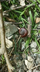 Glyptostoma gabrielense