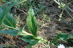 Verbascum ovalifolium