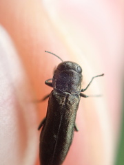 Agrilus olivicolor
