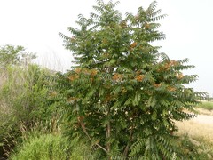 Ailanthus altissima
