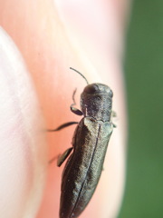 Agrilus olivicolor