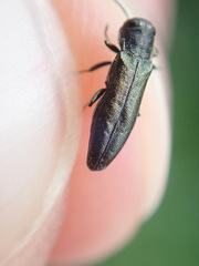 Agrilus olivicolor