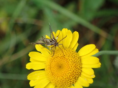 Pyropteron triannuliformis