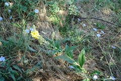 Verbascum ovalifolium