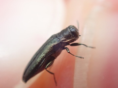 Agrilus olivicolor