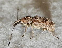 Meconemus infuscatus