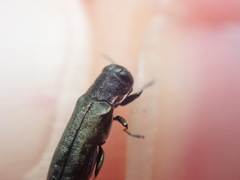 Agrilus olivicolor